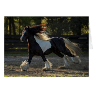 Gypsy Vanner Horse blank card