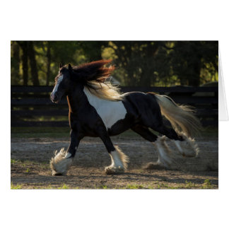 Gypsy Vanner Horse blank card