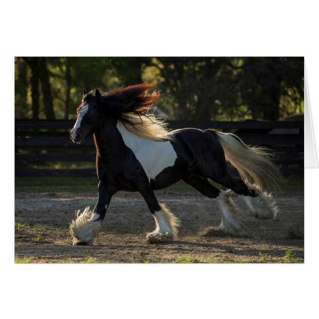 Gypsy Vanner Horse blank card (Front Horizontal)