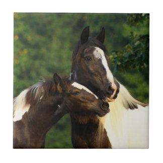 Gypsy Vanner Tile