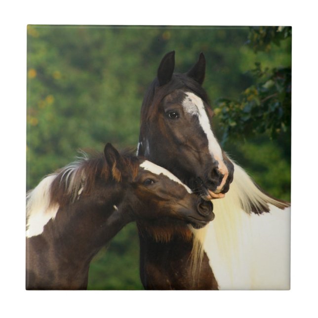 Gypsy Vanner Tile (Front)
