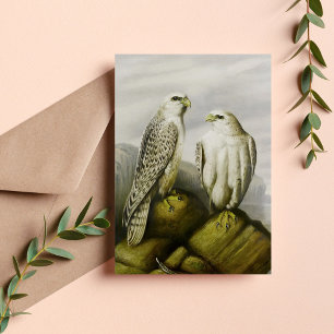 Gyr falcons on a rocky ledge, Bird Illustrations Postcard
