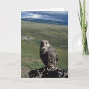 gyrfalcon, Falco rusticolus, juvenile getting Card