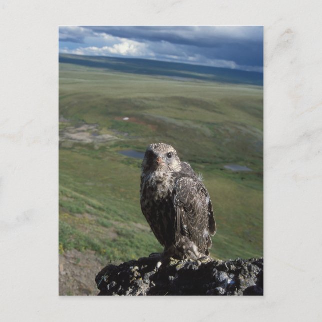 gyrfalcon, Falco rusticolus, juvenile Postcard (Front)