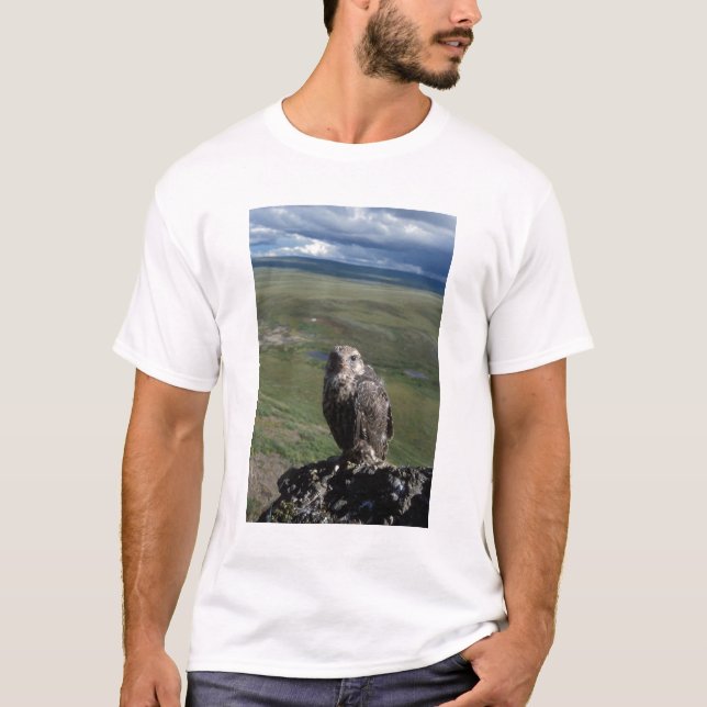 gyrfalcon, Falco rusticolus, juvenile T-Shirt (Front)