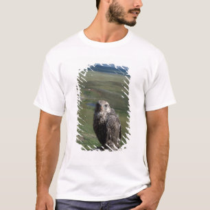 gyrfalcon, Falco rusticolus, juvenile T-Shirt