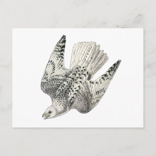 Gyrfalcon Falcon Diving Vintage Art Postcard