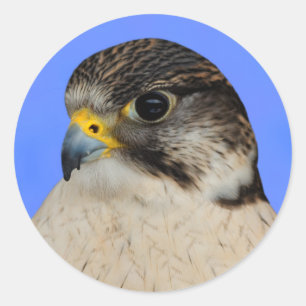 Gyrfalcon Saker Hybrid Falcon Classic Round Sticker