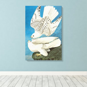 Gyrfalcons, aka Gerfalcons by John James Audubon Canvas Print