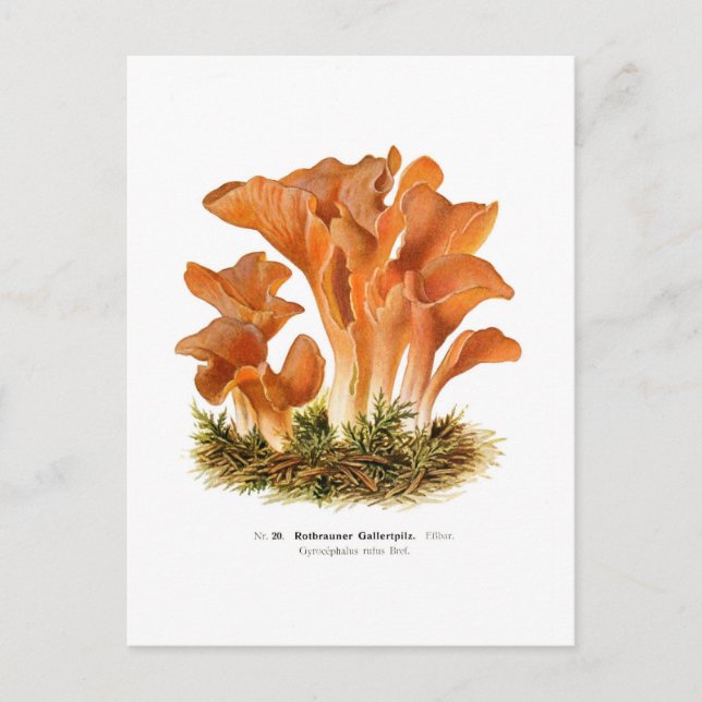 Gyrocephalus rufus postcard (Front)