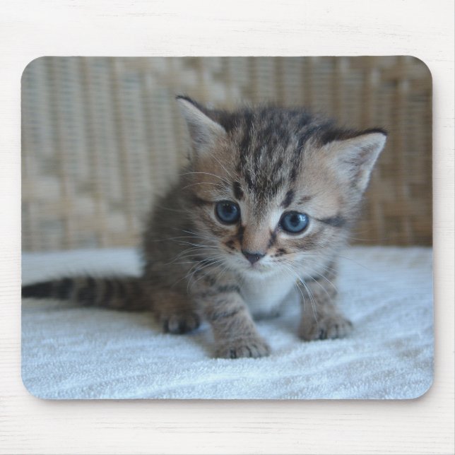 Habu's Mousepad (Front)