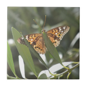 Hackberry Emperor Butterfly Tile