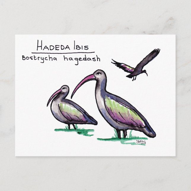 Hadeda Ibis Postcard (Front)