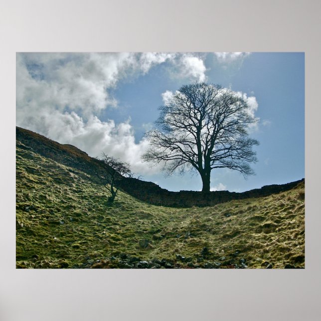 Hadrian's Gap in the Wall, Sycamore Tree Poster (Front)