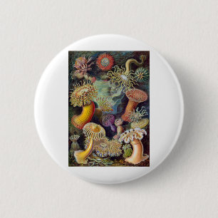 Haeckel 6 Cm Round Badge