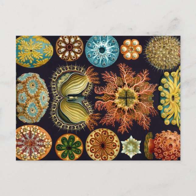 Haeckel Ascidiae multiple products selected Postcard (Front)