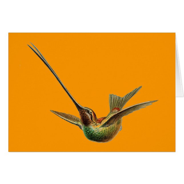 Haeckel Bird (Front Horizontal)