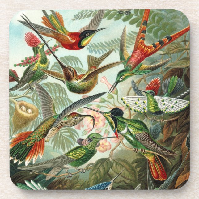 Haeckel Birds Coaster (Front)