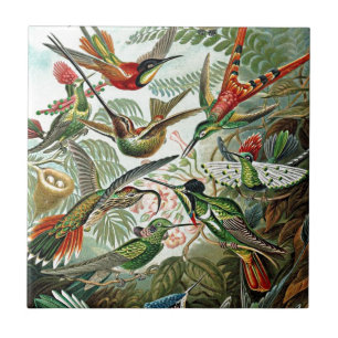 Haeckel Birds Design Tile
