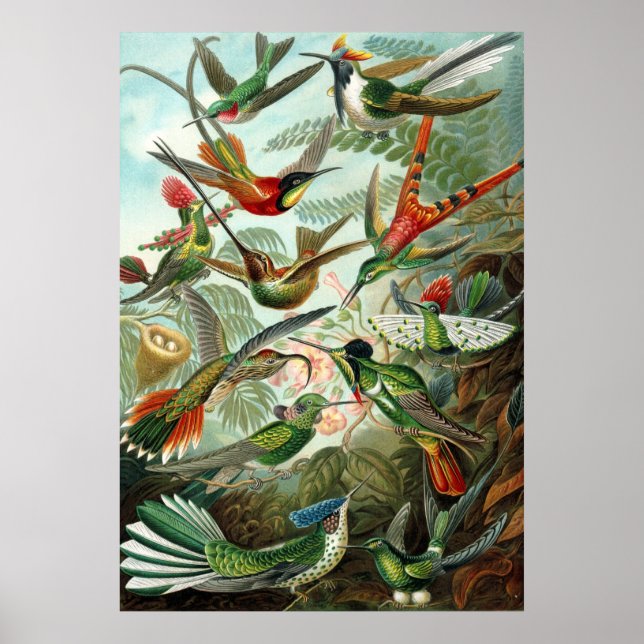 Haeckel Birds Poster (Front)