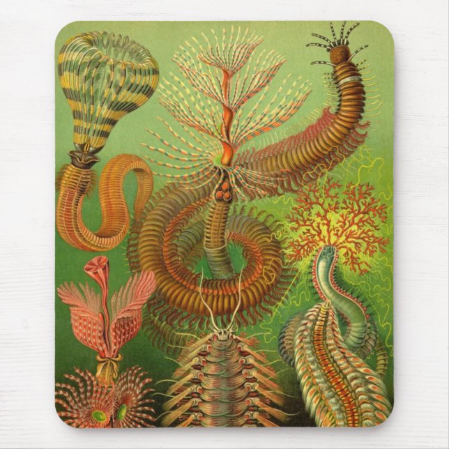 Haeckel Centipedes Mouse Pad (Front)