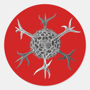 Haeckel Classic Round Sticker