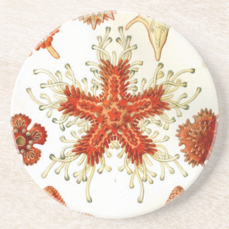 Haeckel Coaster