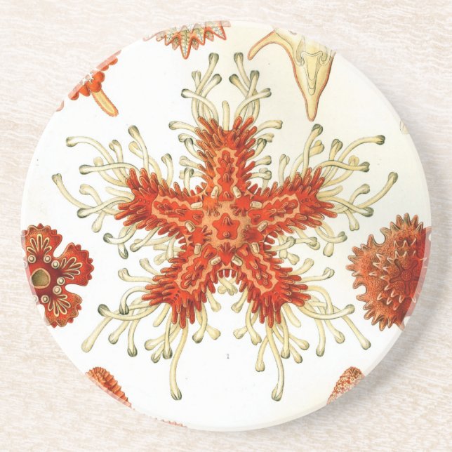 Haeckel Coaster (Front)