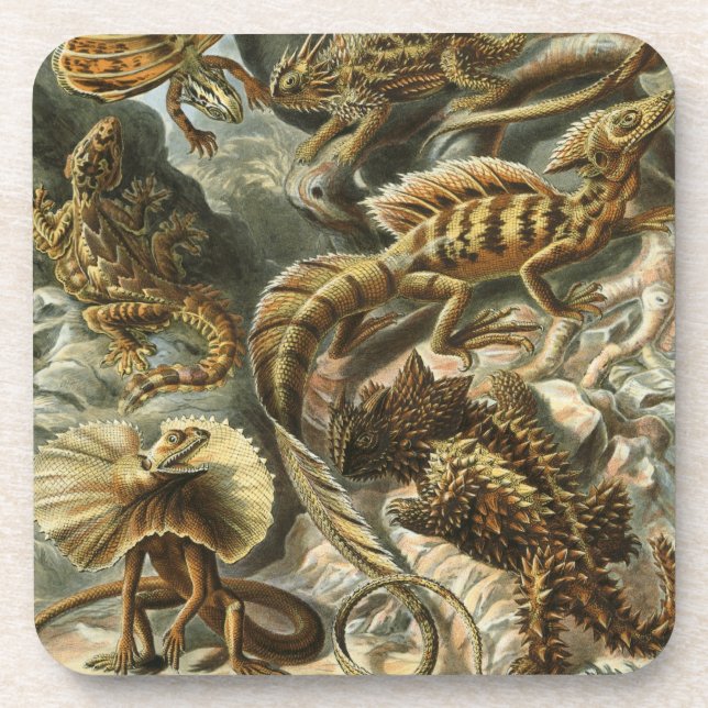 Haeckel Coaster (Front)