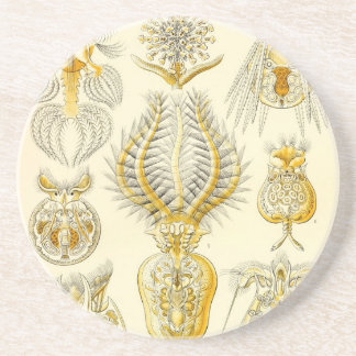 Haeckel Coaster