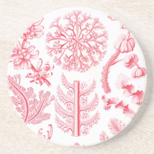Haeckel Coaster (Front)