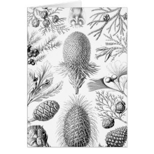 Haeckel Conifer Illustration
