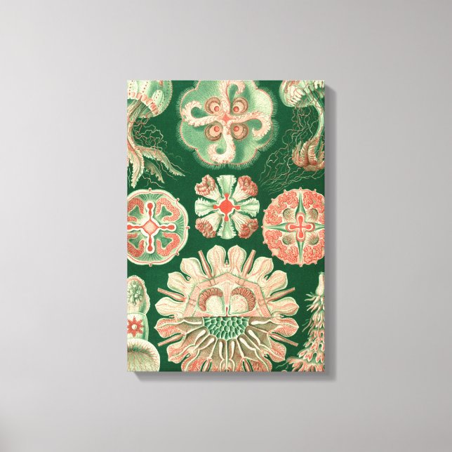 Haeckel Discomedusae Canvas Print (Front)