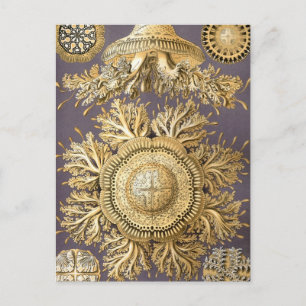 Haeckel Discomedusae Postcard