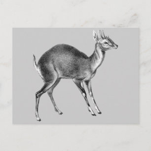 Haeckel Four Horned Deer Postcard
