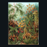 Haeckel Garden Poster<br><div class="desc">Haeckel garden poster.</div>