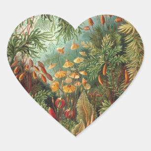 Haeckel Heart Sticker