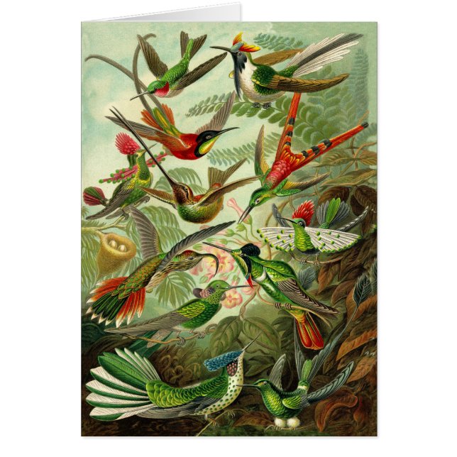 Haeckel Hummingbird Illustration All-Occasion (Front)