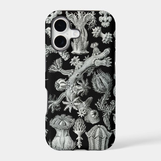Haeckel iPhone Case - Gorgonida