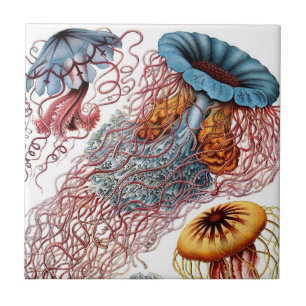 Haeckel Jellyfish Ceramics Tile