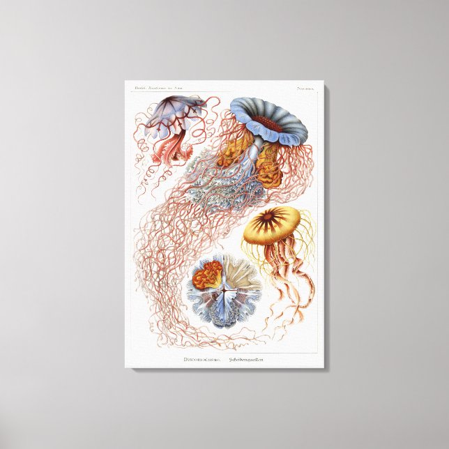 Haeckel Jellyfish,  Discomedusa Canvas Print (Front)