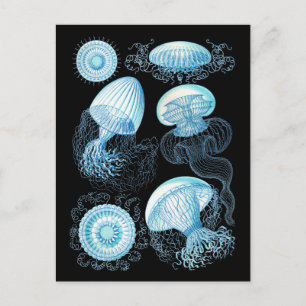 Haeckel Jellyfish Postcard