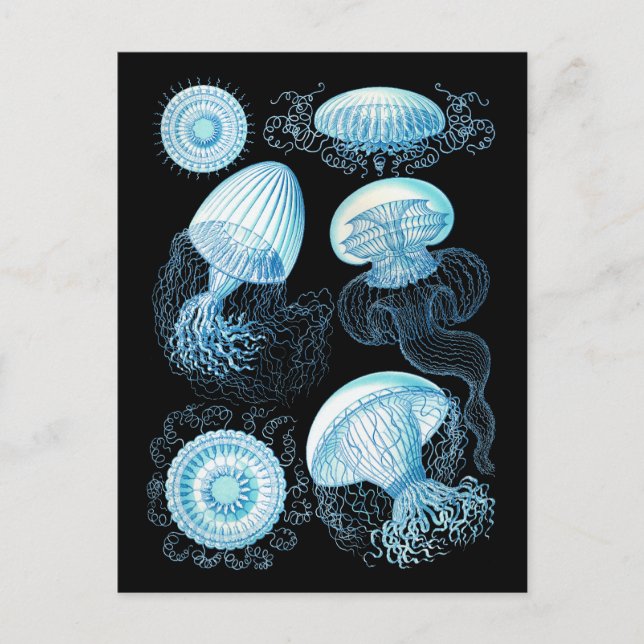 Haeckel Jellyfish Postcard (Front)