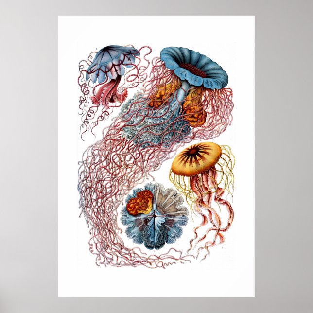Haeckel Jellyfish Print (Front)