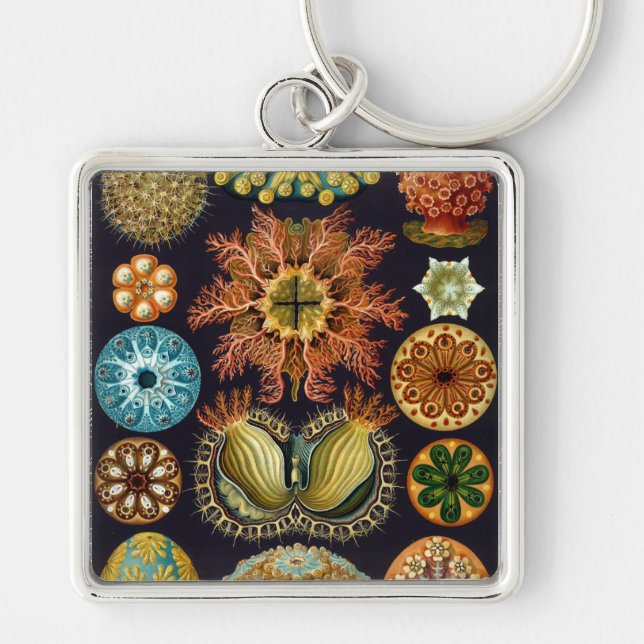 Haeckel Key Ring (Front)