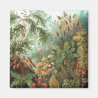 Haeckel Magnet