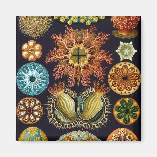 Haeckel Magnet (Front)