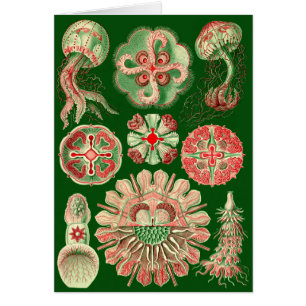 Haeckel Marine Jellyfish Red & Green All-Occasion