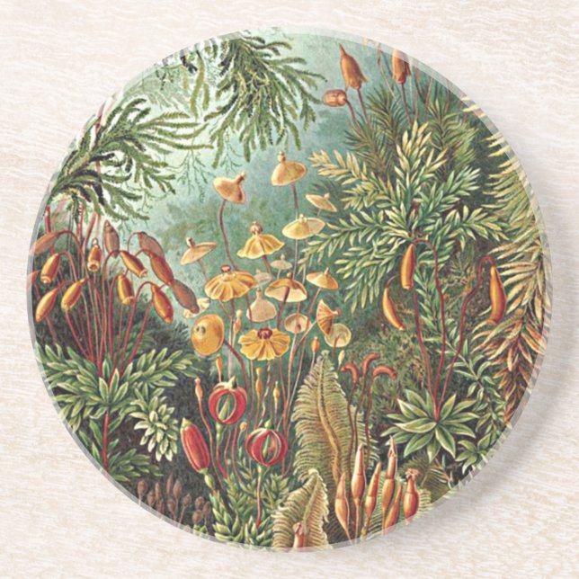 Haeckel Moss, Grass, and Fungus Mushroom Painting Coaster (Front)