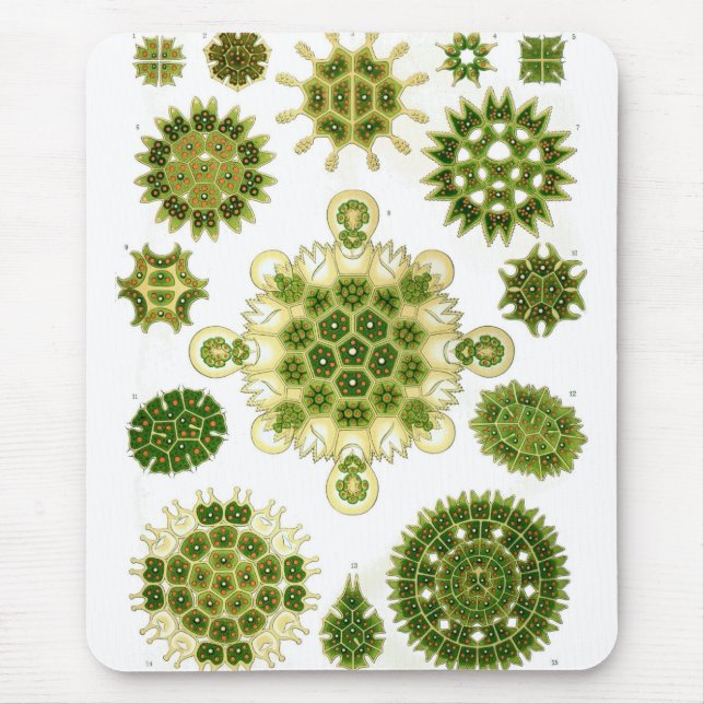 Haeckel Mouse Pad (Front)